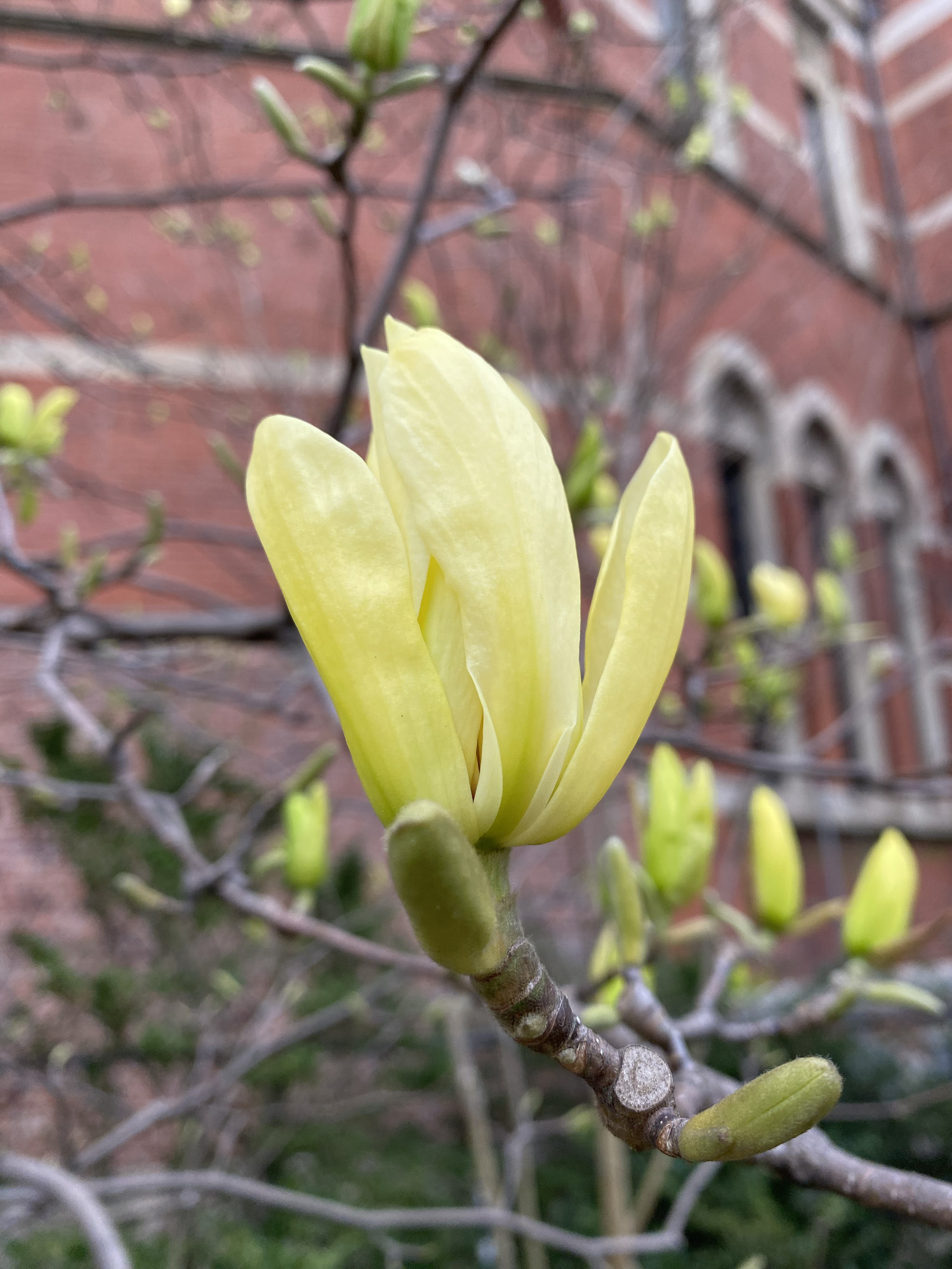 magnolia blossom, yellow